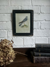 Load image into Gallery viewer, Antique 19th Century lithograph montagu's Harrier bird print in antique frame