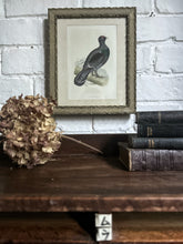 Load image into Gallery viewer, Antique 19th Century woodcut  Capercaillie native Scottish bird print 