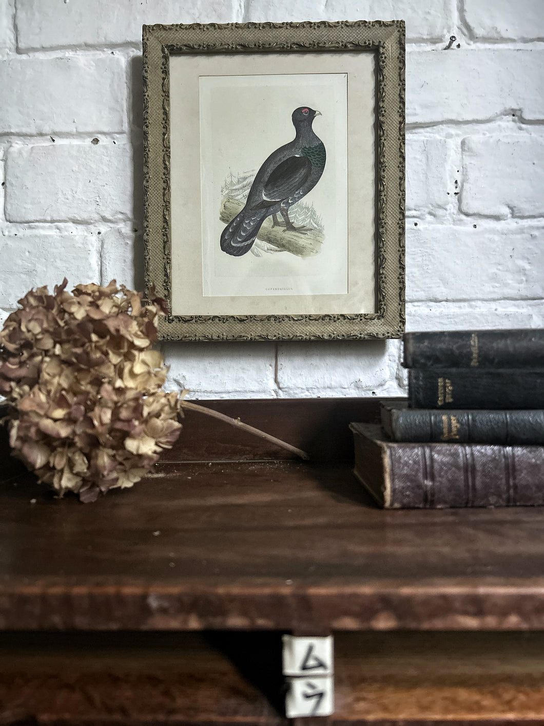 Antique 19th Century woodcut  Capercaillie native Scottish bird print 