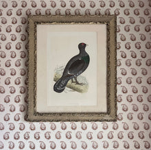 Load image into Gallery viewer, Antique 19th Century woodcut  Capercaillie native Scottish bird print