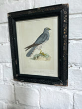 Load image into Gallery viewer, Antique 19th Century lithograph montagu's Harrier bird print in antique frame