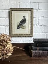 Load image into Gallery viewer, Antique 19th Century woodcut  Capercaillie native Scottish bird print 