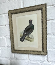 Load image into Gallery viewer, Antique 19th Century woodcut  Capercaillie native Scottish bird print 