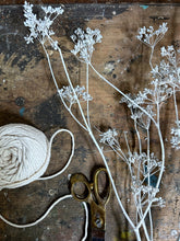 Load image into Gallery viewer, Bunch white dried fennel seed head flowers