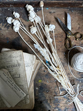 Load image into Gallery viewer, Bunch dried bleached white poppy seed head stems