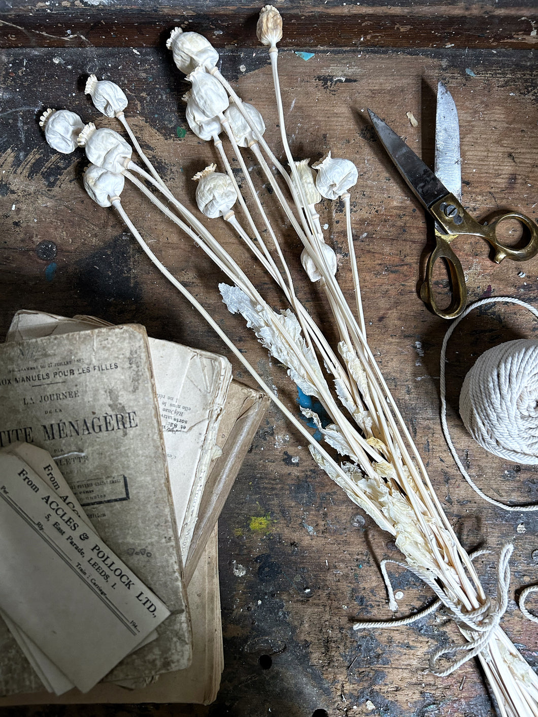 Bunch dried bleached white poppy seed head stems