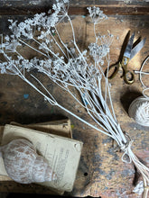 Load image into Gallery viewer, Bunch white dried fennel seed head flowers