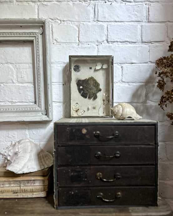 A Vintage Box framed Taxidermy Butterfly Educational School Display Piece