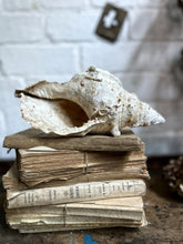 Load image into Gallery viewer, Large Victorian antique white conch sea shell