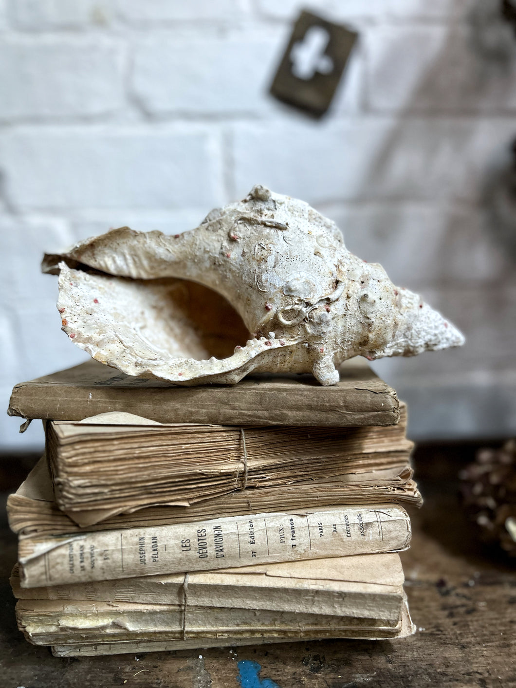 Large Victorian antique white conch sea shell