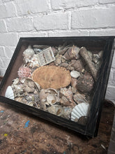 Load image into Gallery viewer, Wunderkammer Vintage curiosity collection glass fronted wooden box of vintage shells with crab