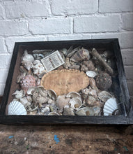 Load image into Gallery viewer, Wunderkammer Vintage curiosity collection glass fronted wooden box of vintage shells with crab