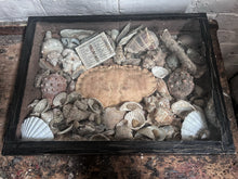 Load image into Gallery viewer, Wunderkammer Vintage curiosity collection glass fronted wooden box of vintage shells with crab