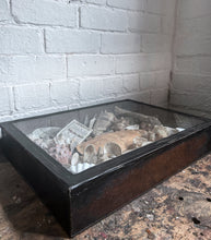 Load image into Gallery viewer, Wunderkammer Vintage curiosity collection glass fronted wooden box of vintage shells with crab