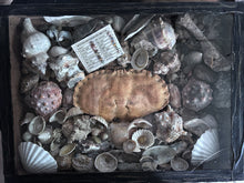 Load image into Gallery viewer, Wunderkammer Vintage curiosity collection glass fronted wooden box of vintage shells with crab