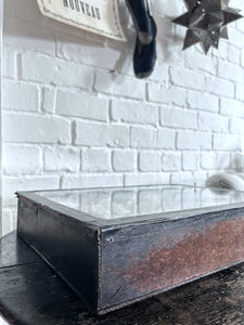 Wunderkammer Vintage curiosity collection glass fronted wooden box of vintage shells with crab