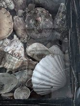 Load image into Gallery viewer, Wunderkammer Vintage curiosity collection glass fronted wooden box of vintage shells with crab