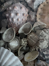 Load image into Gallery viewer, Wunderkammer Vintage curiosity collection glass fronted wooden box of vintage shells with crab