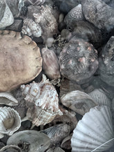 Load image into Gallery viewer, Wunderkammer Vintage curiosity collection glass fronted wooden box of vintage shells with crab