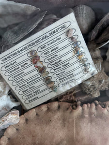 Wunderkammer Vintage curiosity collection glass fronted wooden box of vintage shells with crab