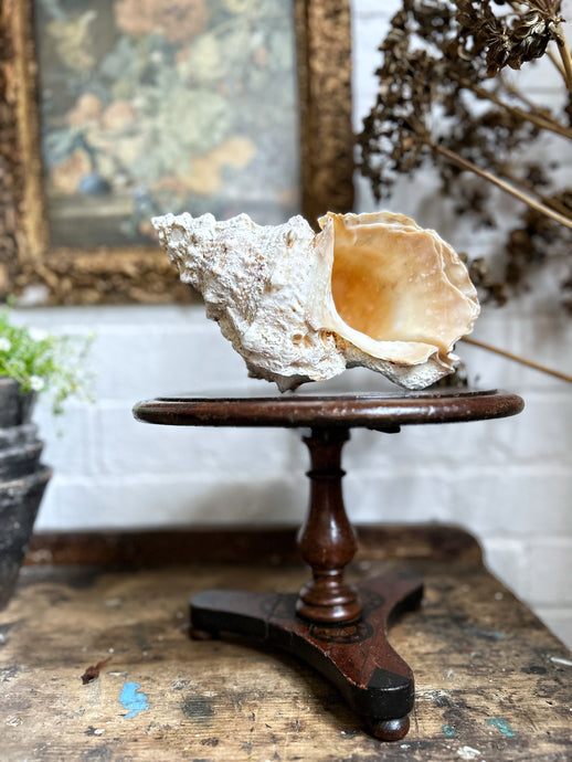 A large vintage specimen conch sea shell