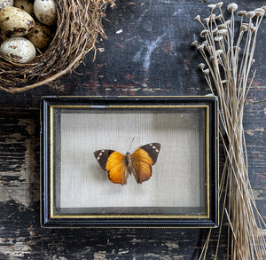 Decorative Framed Butterfly on Linen Backing