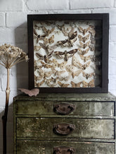 Load image into Gallery viewer, Vintage Wooden Case Box Framed Taxidermy Moth insect Collection