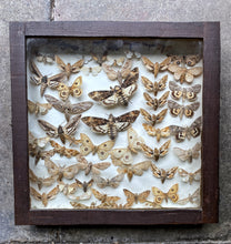 Load image into Gallery viewer, Vintage Wooden Case Box Framed Taxidermy Moth insect Collection