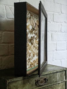 Vintage Wooden Case Box Framed Taxidermy Moth Collection
