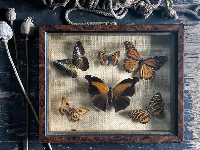A vintage collection of framed South American and European Butterflies