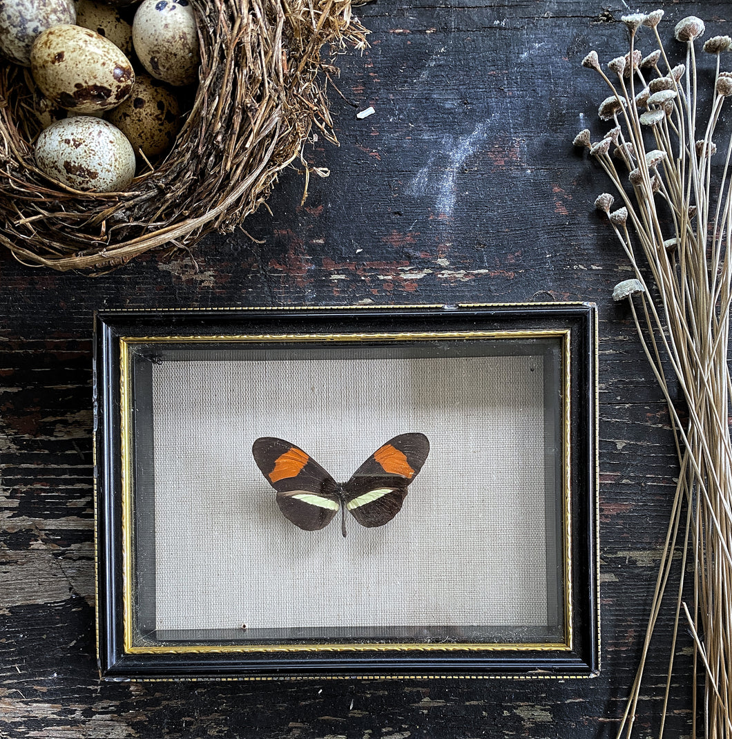 Decorative Framed Butterfly on Linen Fabric Backing