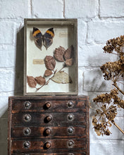 Load image into Gallery viewer, A Vintage Box framed Taxidermy Butterfly Educational School Display Piece