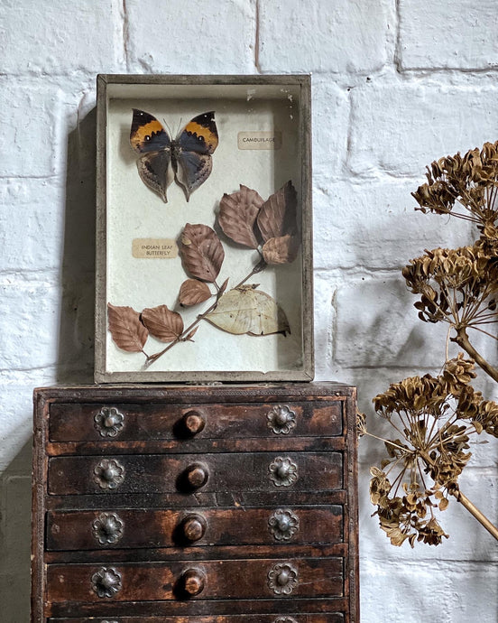 A Vintage Box framed Taxidermy Butterfly Educational School Display Piece