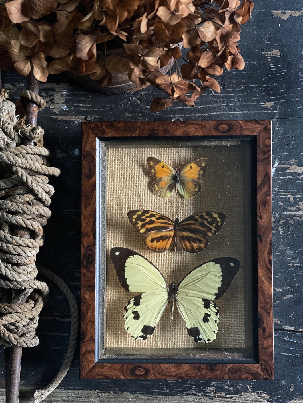 A vintage collection of framed butterflies from Africa and Europe