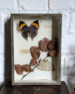 A Vintage Box framed Taxidermy Butterfly Educational School Display Piece
