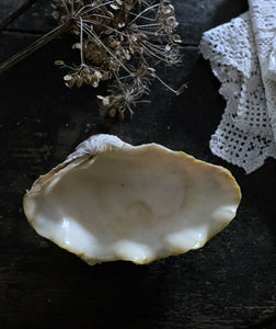 Vintage genuine medium sized clam sea shell